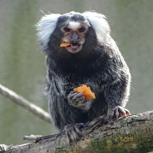 Newly arrived Common Marmoset, 11th April 2025