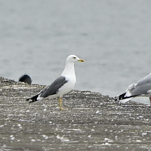 Heuglin's Gull ~ Funabashi Sanbanze Seaside Park