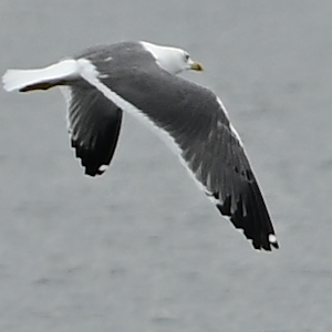 Heuglin's Gull ~ Funabashi Sanbanze Seaside Park