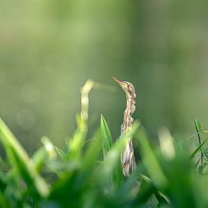 Yellow Bittern  ~ Hampstead Wetlands Park