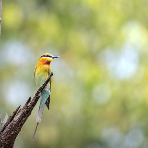 Blue Tailed Bee Eater ~ Hampstead Wetlands Park