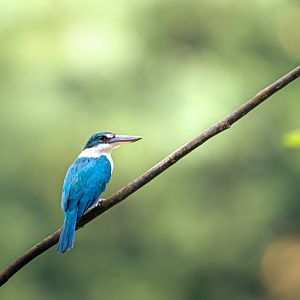 Collared Kingfisher ~ Jurong Lake Gardens