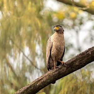 Crested Serpent Eagle ~ Singapore Botanic Gardens