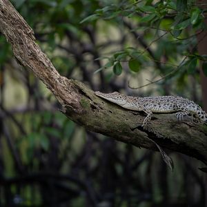Saltwater Crocodile ~ Sungei Buloh Wetlands Reserve