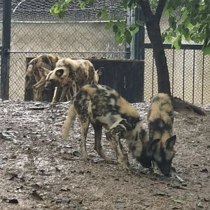 African wild dogs