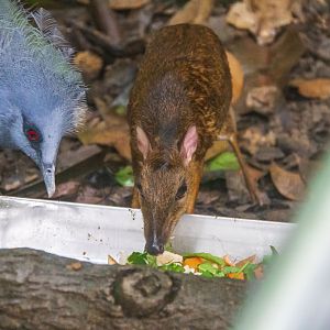 Java Mouse-Deer and Common Crowned Pigeon