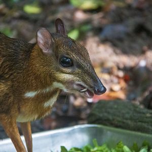Java Mouse Deer