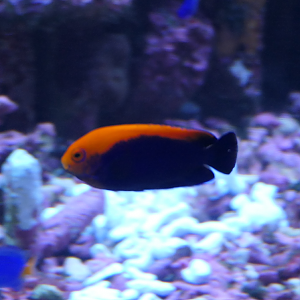 Brazilian Flameback Angelfish (Centropyge aurantonotus)