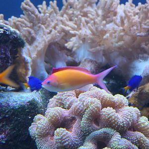 Redfin Anthias (Mirolabrichthys dispar)