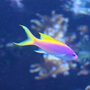 Purple Queen Anthias (Mirolabrichthys tuka)
