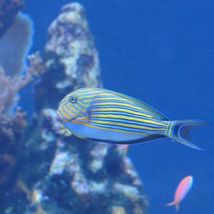Bluelined Surgeonfish (Acanthurus lineatus)