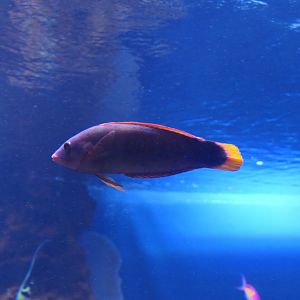 Yellowtail Coris (Coris gaimard)