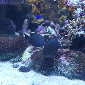 Lined Bristletooth (Ctenochaetus striatus)