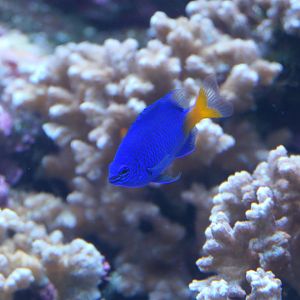 Goldtail Demoiselle (Chrysiptera parasema)