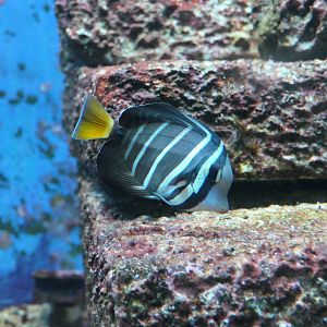 Pacific Sailfin Tang (Zebrasoma velifer)
