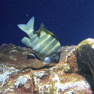 Blackspot Sergeant (Abudefduf sordidus)