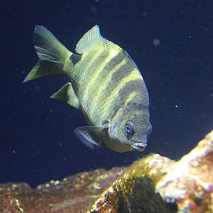 Blackspot Sergeant (Abudefduf sordidus)