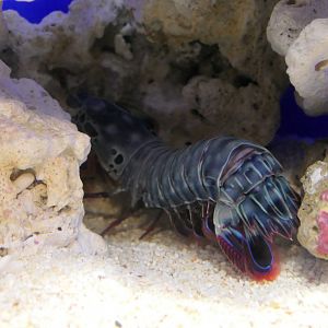 Peacock Mantis Shrimp (Odontodactylus scyllarus)