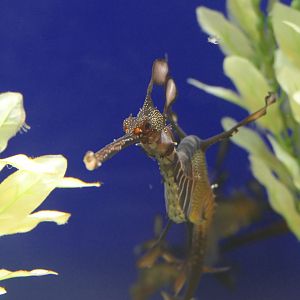 Common Seadragon (Phyllopteryx taeniolatus)
