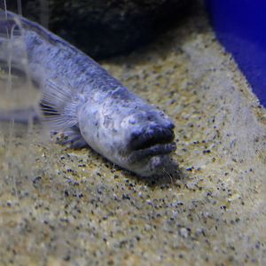 Warasubo (Odontamblyopus rubicundus)