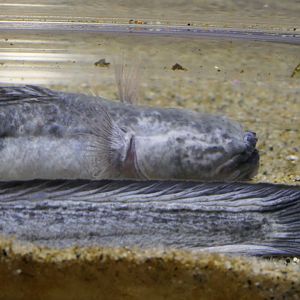 Warasubo (Odontoamblyopus rubicundus)