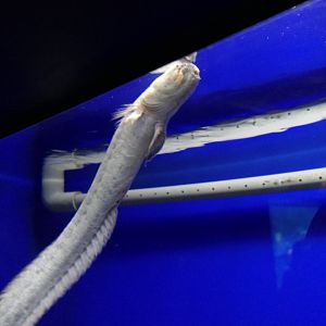 Warasubo (Odontamblyopus rubicundus)