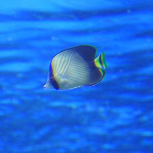 Indian Vagabond Butterflyfish (Chaetodon decussatus)