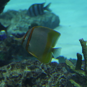 Margined Coralfish (Chelmon marginalis)
