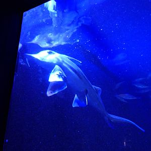 Australian Ghostshark (Callorhinchus milii)