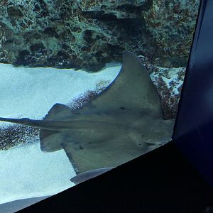 Japanese Eagle Ray (Myliobatis tobijei)