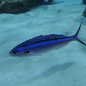 Neon Fusilier (Pterocaesio tile)
