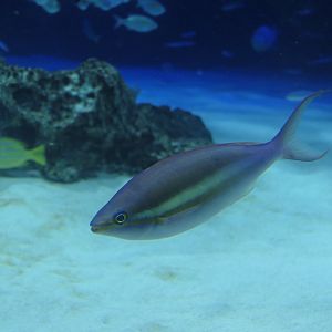 Small-toothed Whiptail (Pentapodus caninus)