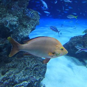 Paddletail Snapper (Lutjanus gibbus)