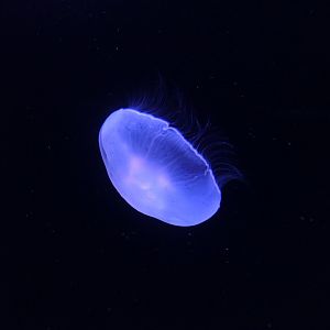 Moon Jelly (Aurelia sp.)