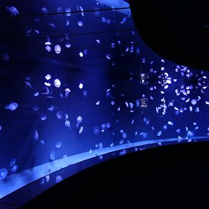 Moon Jelly (Aurelia sp.) display