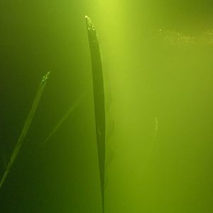 Japanese Hairtail (Trichiurus japonicus)