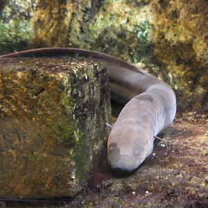 Lepidosiren paradoxa?