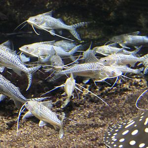 Pictus Catfish (Pimelodus pictus)