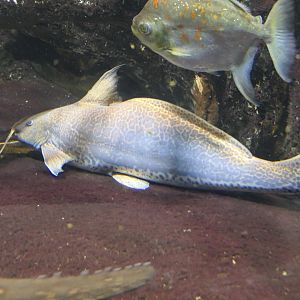 Vulture Catfish (Calophysus macropterus)