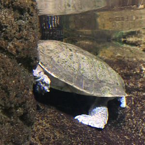 Hilaire's Toadhead Turtle (Phrynops hilarii)