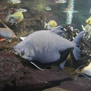 Tambaqui (Colossoma macropomum)