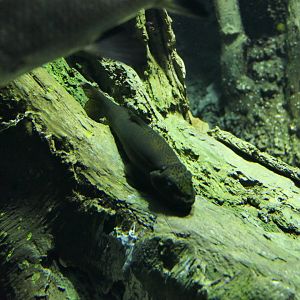 Chinese Algae Eater (Gyrinocheilus aymonieri)