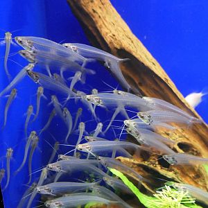 Glass Catfish (Kryptopterus vitreolus)