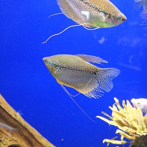 Pearl Gourami (Trichogaster leerii)