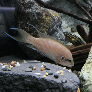 Princess Cichlid (Neolamprologus brichardi)