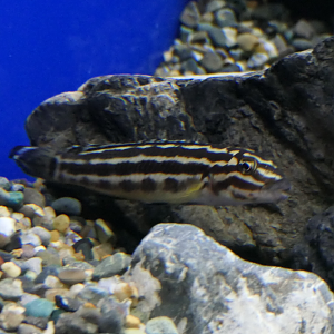Julidochromis ID?