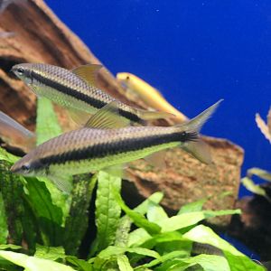 Siamese Algae Eater (Crossocheilus siamensis)