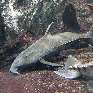 Ripsaw Catfish (Oxydoras niger)