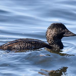 Musk Duck