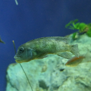 Steatocranus casuarius?